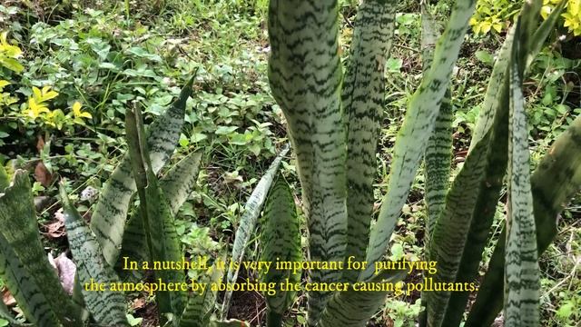 Health Benefits of Snake Plant (Dracaena trifasciata): नाग पौधा को फाईदाहरु: Anti Cancer Plant смотреть онлайн