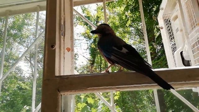 14  Сойка Витя