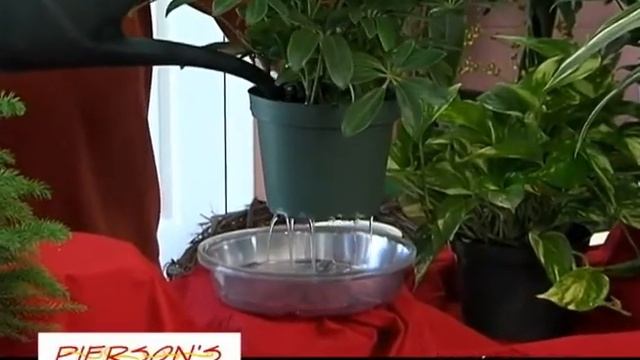 PIERSONS FLOWERS HOUSE PLANT CARE смотреть онлайн