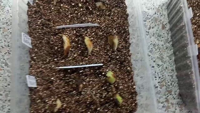 💥ЭКСПЕРИМЕНТ С ЧЕШУЙКАМИ ЛИЛИИ! ЕСТЬ РЕЗУЛЬТАТ ❗❗❗💥 смотреть онлайн