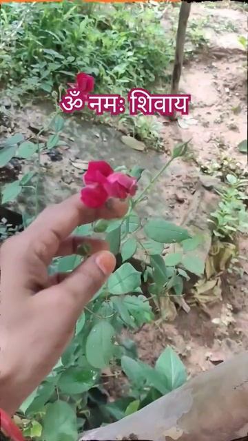 देवताओं को जो पूस्प चढ़ता है उसे बिना नहाए तोड़ना चाहिए।। #motivation #flowers #ytshort #shots #yt смотреть онлайн