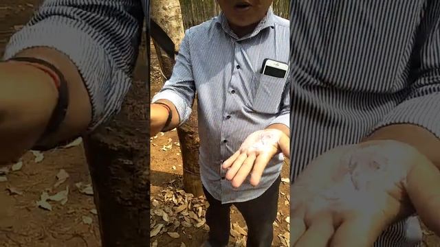 Rubber Tree Plantation in Cambodia смотреть онлайн
