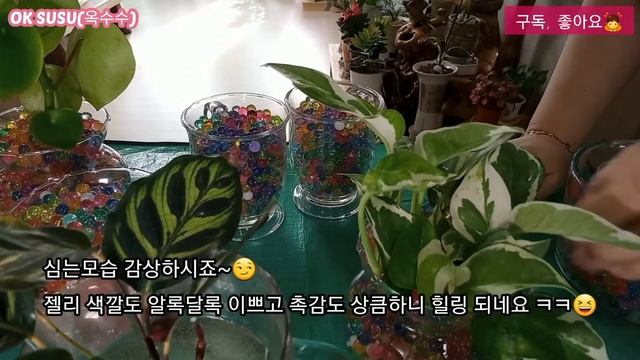 EP20[워터비즈로 수경식물 재배] 겨울철 ⛄습도 조절은🌡💦 수경식물로!! смотреть онлайн
