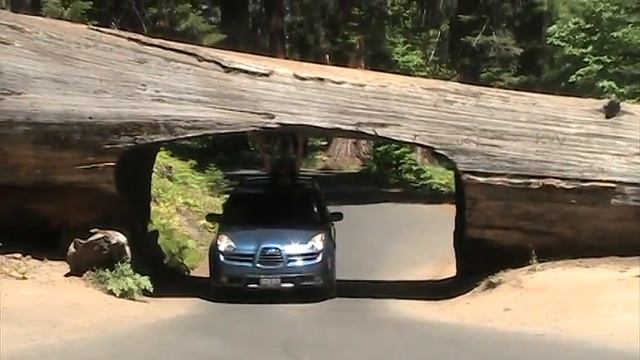 Sequoia tunnel tree darek i monika смотреть онлайн