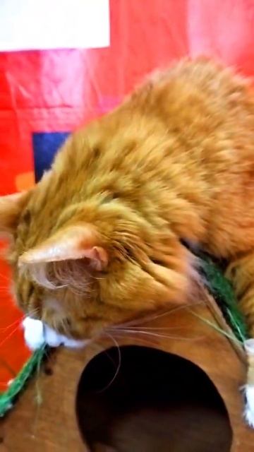 Выставка Кошек в Иваново смотреть онлайн