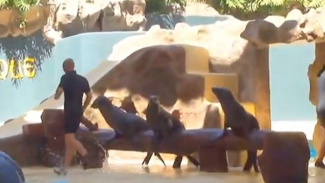 Loro parque, шоу морских котиков (2597) смотреть онлайн