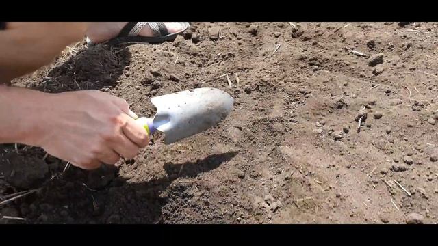 24.05.2021р. Посівна соняшника 2021 Pioneer PR64F66 та досіваємо Syngenta Естрада смотреть онлайн