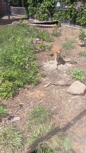 #Обезьяна #Животные #Насекомые #Растения #Зоопарк #Ростов смотреть онлайн