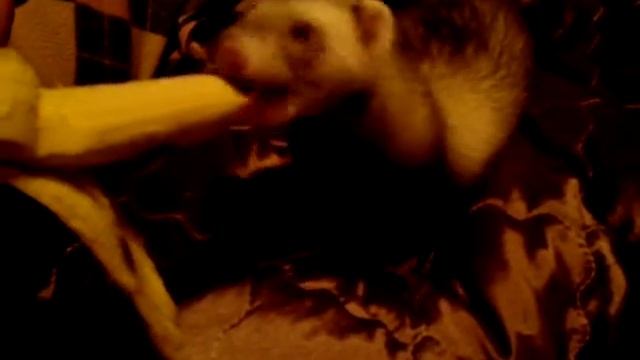 Хорус кушает банан смотреть онлайн