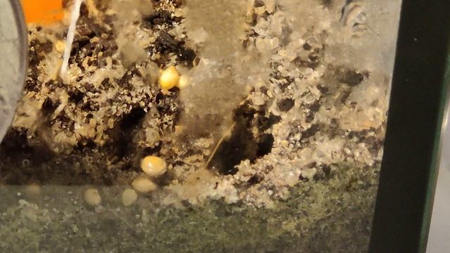 Acanthomyrmex Thailandensis Zeitraffer 2 смотреть онлайн