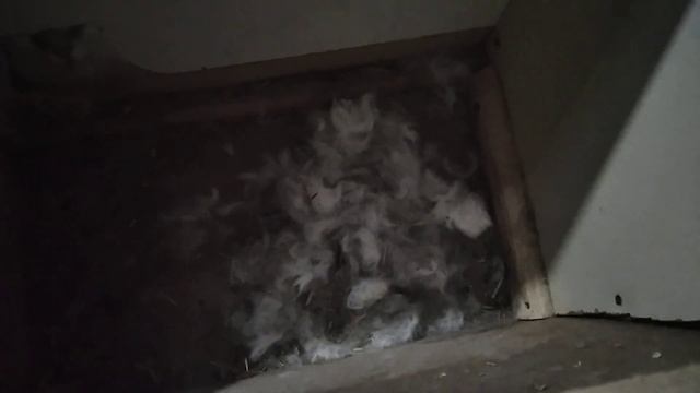 KALIFORNIYA YANA TUG'ISH ARAFASIDA / Калифорния яна тугиш арафасида / Калифорния рожает смотреть онлайн