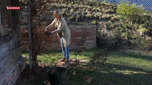 Škola vrtlarstva - vrijeme za orezivanje hortenzija смотреть онлайн