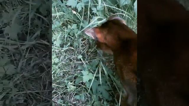 Абиссинская кошечка удивляется траве