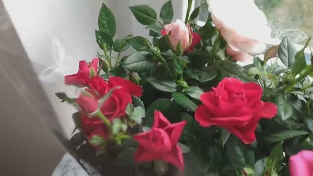 Что делать с розой после покупки?