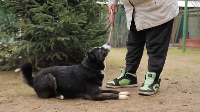 Старательный пёс.. смотреть онлайн