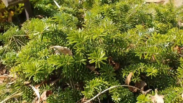 Abies koreana 'Briliant' jedle korejská смотреть онлайн
