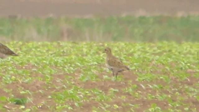 Siewka Złota, 10 09 2017 R , Gruszów 3