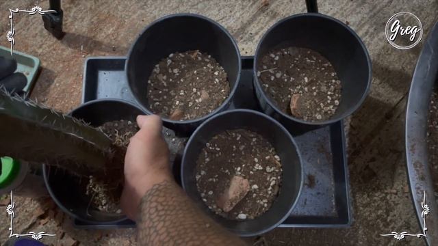 038 | Polaskia Chichipe | Repotting