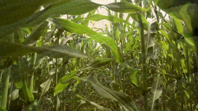TOP 10 LARGEST MAIZE PRODUCING COUNTRIES IN THE WORLD смотреть онлайн