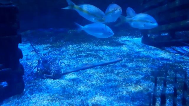 Panulirus argus. Spiny Lobster 🦞 смотреть онлайн