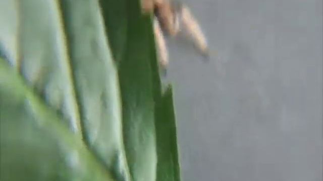 Cyriocosmus ritae L7 смотреть онлайн