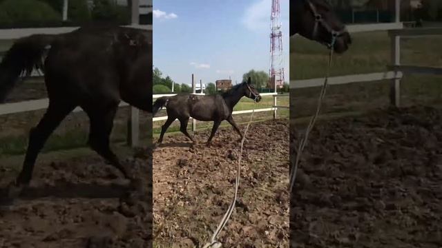 Моя лошадь Шантеклер❤️🐴 начало большой и крепкой дружбы смотреть онлайн