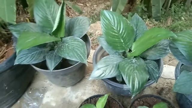 Review Bunga Sepatu Filuim, Athurium Jermani Mangkok dan Kobra смотреть онлайн