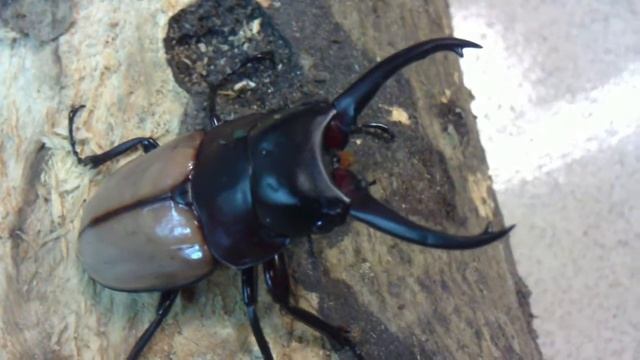 HD Prosopocoilus lafertei from Kingdom of Beetle Taiwan (Origin : Tanna Island Vanuatu ).MP4 смотреть онлайн