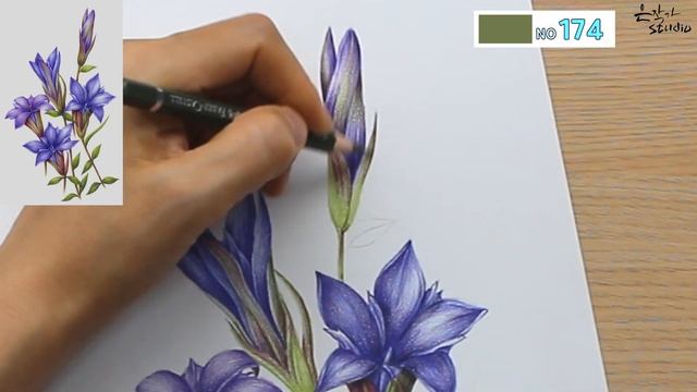 용담초 색연필 꽃그리기 | 색연필 보태니컬아트 수업 | Flower Drawing Gentian