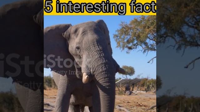 5 Interesting Fact #youtube #trending #fact #short