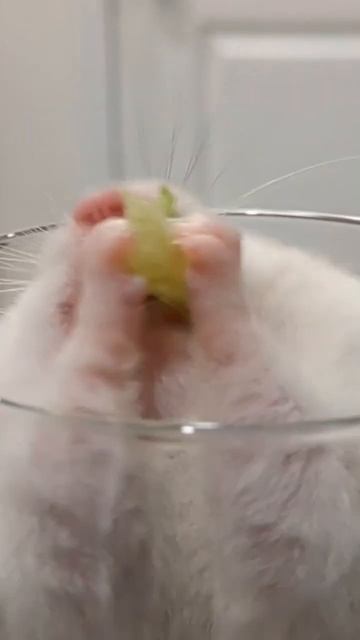 Hamster gives Person Food смотреть онлайн