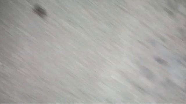 Огромные тараканы на улицах Калифорнии смотреть онлайн