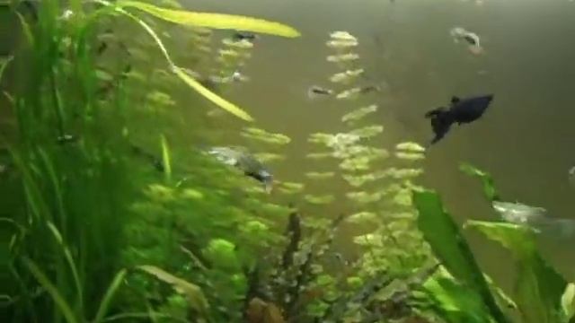 Вот так выглядел аквариум до заселения раков и креветок! лет так пять назад))) смотреть онлайн