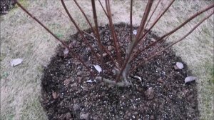 ЧТО НАДО СДЕЛАТЬ С ГОРТЕНЗИЯМИ В МАРТЕ ОБЯЗАТЕЛЬНО!!