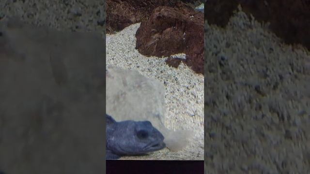 Камбала и мурена в Питерском Океанариуме