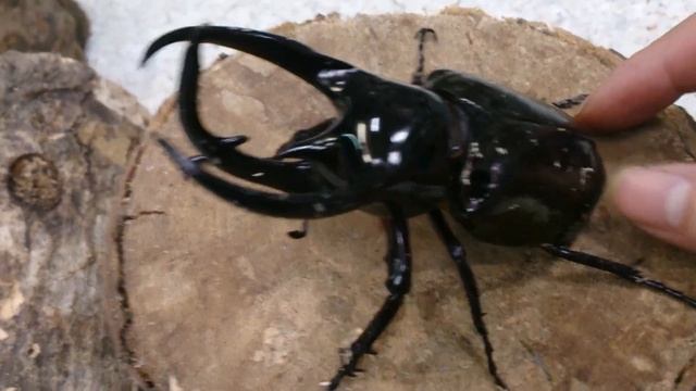 Rhino Beetle - Chalcosoma caucasus смотреть онлайн