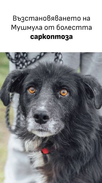 Прогрес на лечение на саркоптоза #dogrescue #animalrescuesofia #animalrescue смотреть онлайн