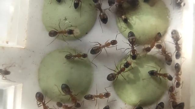 Camponotus Albosparsus Colony