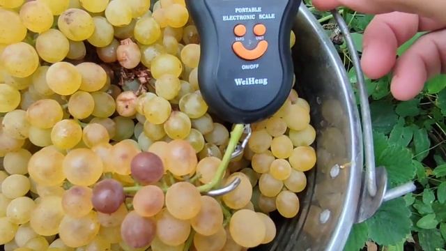 Cserszeg aromat de vin... primul rod altoit in 2021 смотреть онлайн