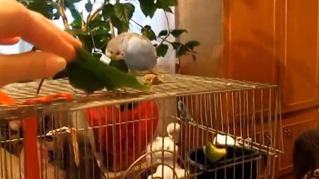 Хозяйственный попугай Тиша :) смотреть онлайн