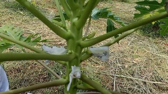 Hermaphrodite papaya flower смотреть онлайн