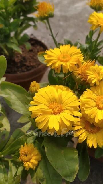 Yellow Calendula 🌼🌸 || perennial plant || #shorts #garden #flowers #calendula смотреть онлайн
