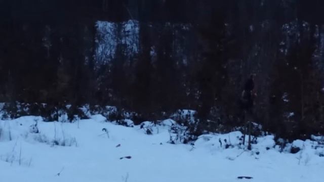 Охота з воздушкою 2016