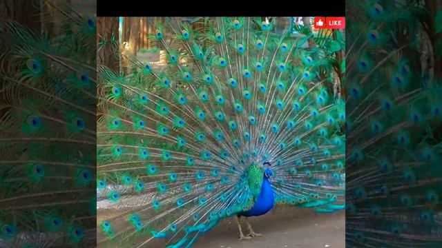 Peacock dance and Peacock Sound 🦚 #1 #shorts смотреть онлайн