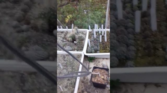 Ferocactus смотреть онлайн