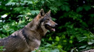 Буква В | tatu kids