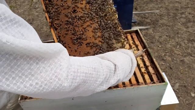 28.04.2020 Dezvoltarea coloniior la un an dupa folosirea uleiurilor esentiale смотреть онлайн