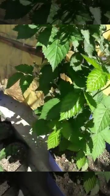 . Ежевика линейки Прайм в городе Сочи.на22.. смотреть онлайн