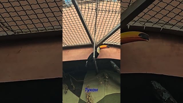 Московский зоопарк-2 смотреть онлайн