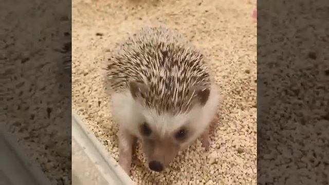 Ежик делает потягушки! 🥰